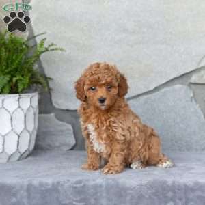 Fern, Miniature Poodle Puppy